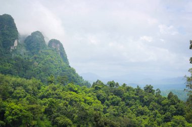 güzel manzara doğa sabah. Yeşil bitki ve ağaç yağmur ormanı Mountain