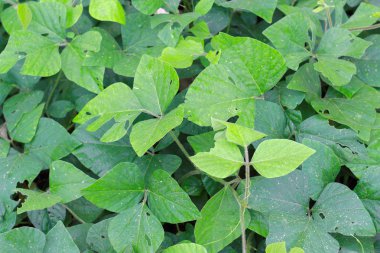 tropikal orman bitkinin yaprak yeşil duvar doku doğa