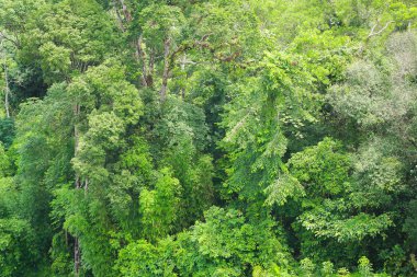 güzel manzara doğa sabah. Yeşil bitki ve ağaç yağmur ormanı Mountain