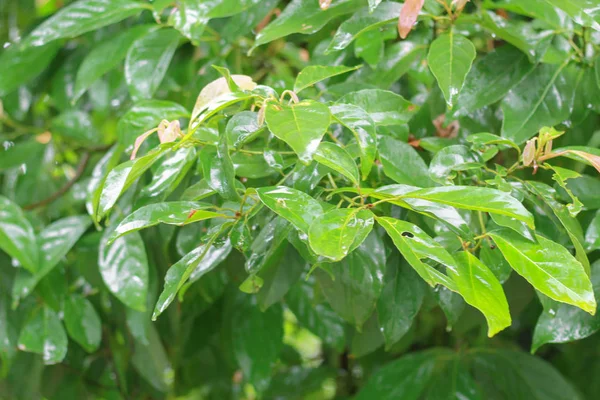 Natur Grüne Blattwandtextur Der Tropischen Waldpflanze — Stockfoto