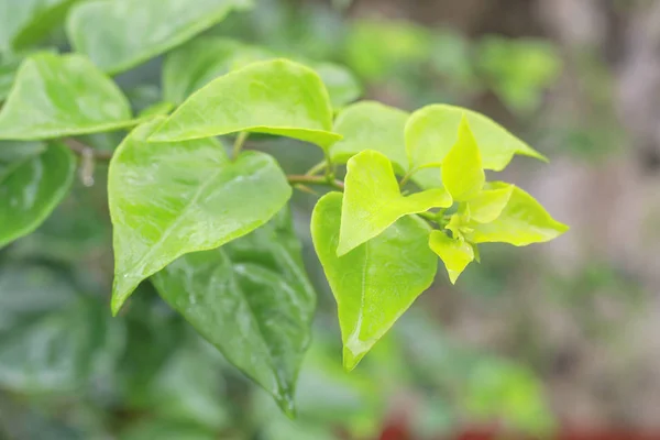 Природа Зеленый Лист Стены Текстуры Тропического Леса Растение — стоковое фото