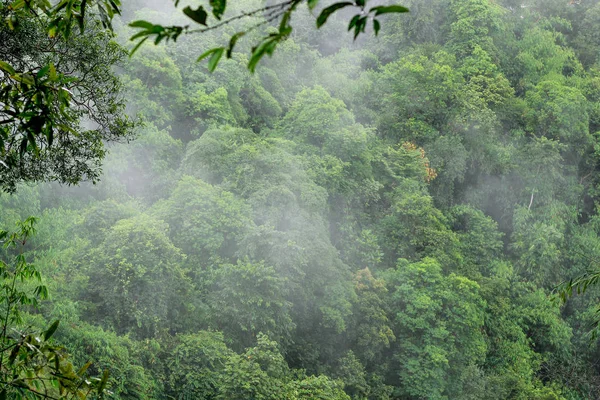 Bella Natura Paesaggistica Mattino Pianta Verde Albero Montagna Foresta Pluviale — Foto Stock