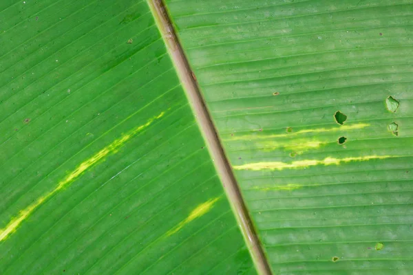 ストライプの自然な背景 バナナの葉の詳細を抽象化します — ストック写真