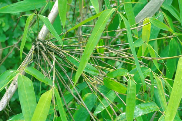 Foglie Verdi Foglie Bambù Usano Come Sfondo Naturale — Foto Stock