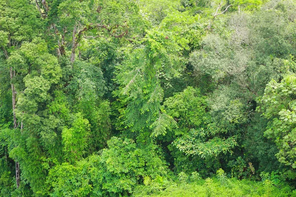 Красивая Пейзажная Природа Утрам Зеленые Растения Деревья Горе Тропических Лесов — стоковое фото