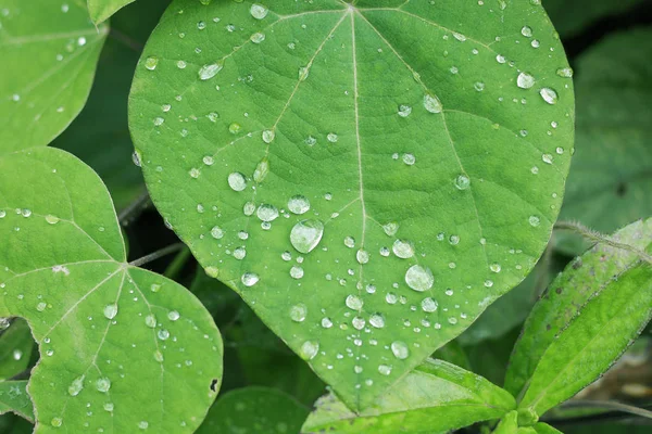 Textura Folha Verde Tropical Com Gotas Água — Fotografia de Stock