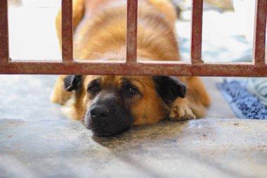 Onun kafes teller bakan üzgün köpek