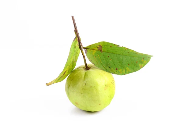 Fruta Goiaba Verde Com Folhas Fundo Branco — Fotografia de Stock