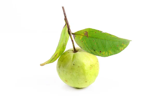 Green Guava Fruit Leaves White Background — Stock Photo, Image