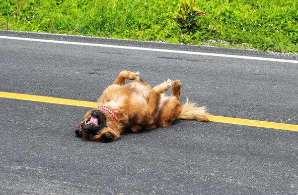 早上一只棕色的狗在街上锻炼 — 图库照片
