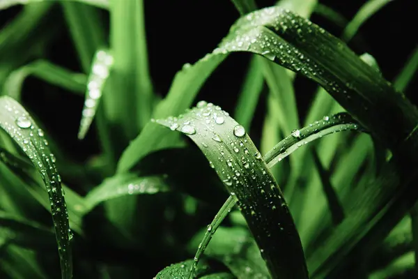 雨の後黒の背景にオガルカヤ属 nardus のイメージをアップします。. — ストック写真