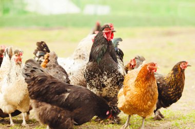 Tavuk ve horoz bahçede. Yumurtacı yakın çekim çekim.