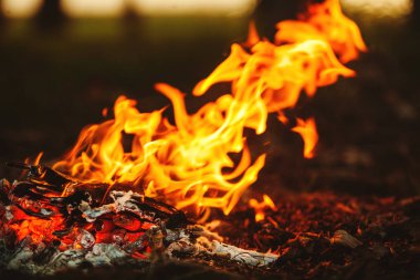 Ormandaki küçük şenlik ateşi yakın çekim görüntüsü.