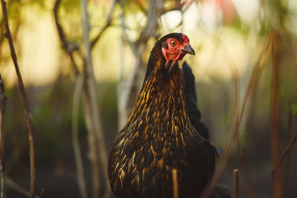 Close-up shot of black chicken in the garden. Domestic bird.