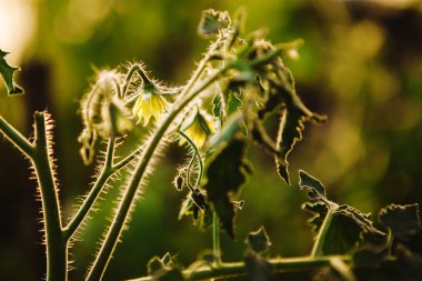 sera domates çiçeklenme yakın çekim çekim.