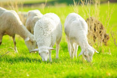 Bir yaz çayır koyun otlatma yakın çekim yatay görüntü.