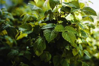 Sulu frenk üzümü yaprakları bahçede büyür.
