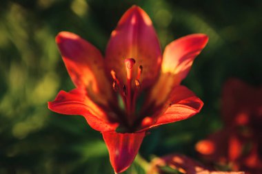 Kırmızı lily, yakın çekim fotoğraf görüntüsünü makro.