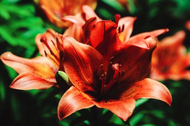 Kırmızı lily, yakın çekim fotoğraf görüntüsünü makro.