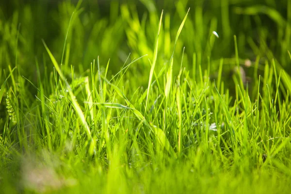 地面に夏ジューシーな緑の草のクローズ アップ画像. — ストック写真