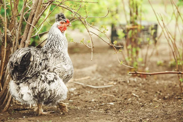 Pollo blanco en el jardín. Aves domésticas . — Foto de Stock