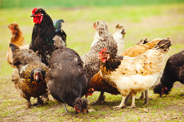 Chickens and cock in the garden. Close-up shot of laying hens.