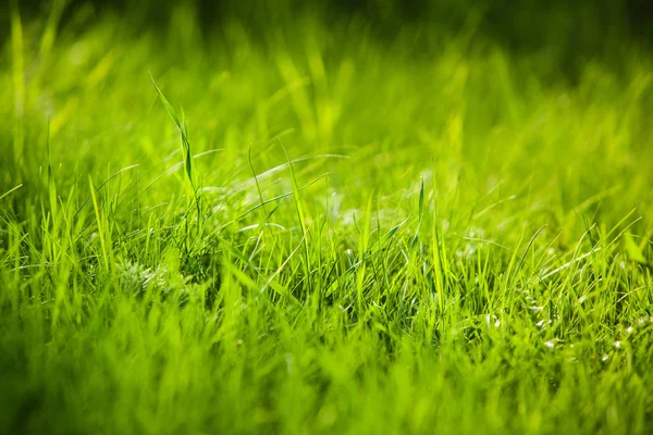 Image en gros plan de l'herbe verte juteuse estivale sur le sol . — Photo