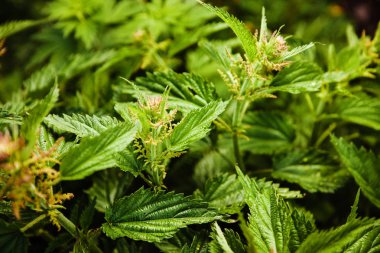 Yakın çekim yansıma, yemyeşil yeşil ısırgan. Ot yararlı özellikler.