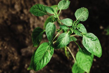 Sera, üstten görünüm kokulu fesleğen yaprağı.