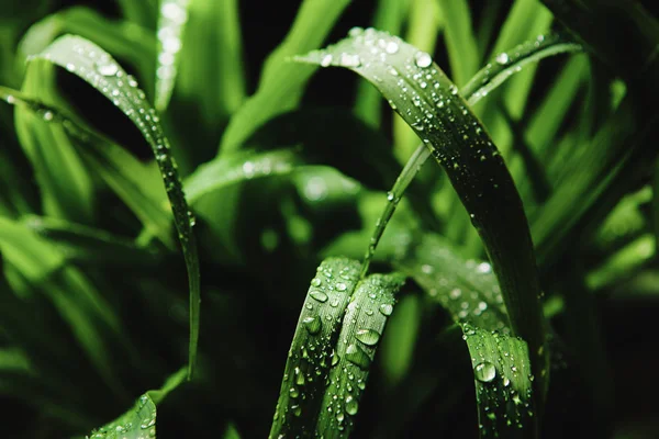 Elytrigia repens with dew drops on black background.