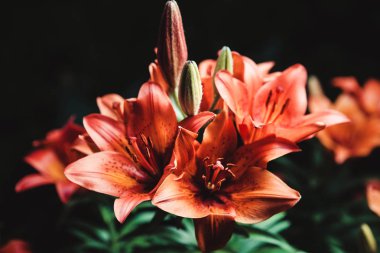 Güzel kırmızı çiçek Lilyum siyah arka plan üzerine yakın çekim görüntüsü.