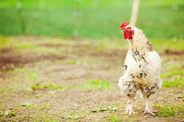 White cock in the garden, close-up portrait. Growing poultry. — Stock Photo, Image