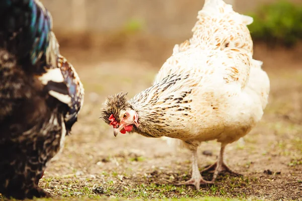 Pollo blanco en el jardín. Aves domésticas . — Foto de Stock