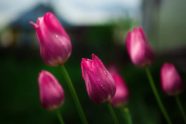 Doğa arka plan üzerinde güzel pembe lale. Bahar çiçekleri. — Stok fotoğraf