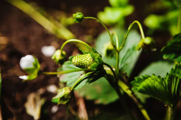 Nahaufnahme von grünen, unreifen Erdbeeren in einem Gewächshaus auf gemahlenem Hintergrund. — Stockfoto