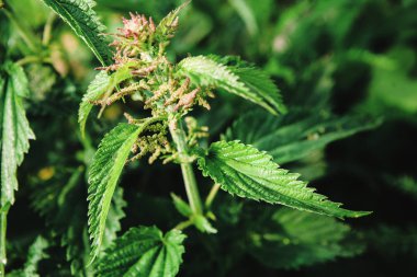 Üstte tohumları ile olgun yeşil ısırgan.