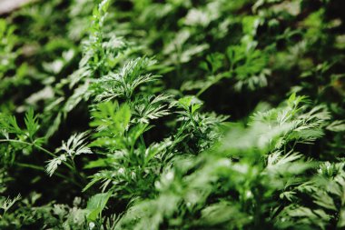 Yakın çekim fotoğraf sulu dağ Salantro, Bahçe içinde güzel kokulu bitki.