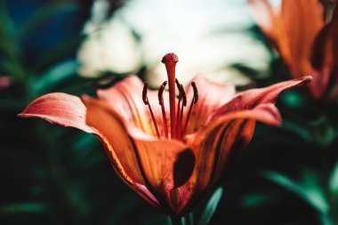 Kırmızı lily, yakın çekim fotoğraf görüntüsünü makro.