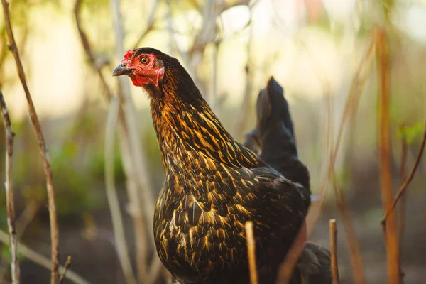 Primer plano de pollo negro en el jardín. Aves domésticas . — Foto de Stock