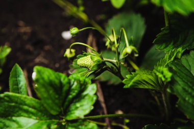 Yakın çekim shot bir sera zemin zemin üzerine yeşil olgunlaşmamış çilek.