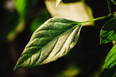 Yeşil yaprak damla su, makro çekim. Sulama ve bakım.