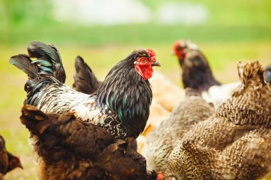 Bahçe yakın çekim tavuklarda arasında horoz.