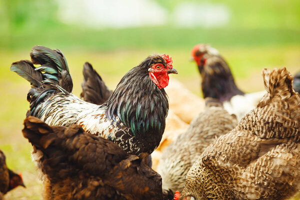 Cock among chickens in the garden close-up.