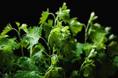 Maydanoz yağmur damlaları ile yatak üzerinde siyah arka plan üzerinde büyüyen.