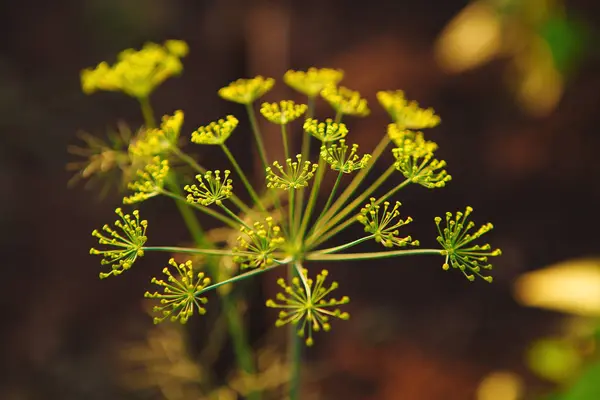 Macro photo of seeds growing dill in the greenhouse. — Stock Photo, Image