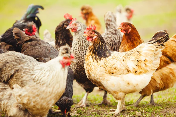 Bahçedeki tavuklar. Yumurtacı yakın çekim çekim.