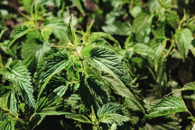 Yakın çekim yansıma, yemyeşil yeşil ısırgan. Ot yararlı özellikler.