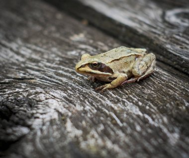 Kahverengi orman kurbağa ahşap yüzeyinde oturur. Rana temporaria.