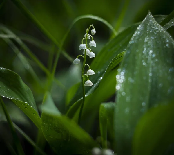 Bahar çiçek Lily vadi. Convallria.