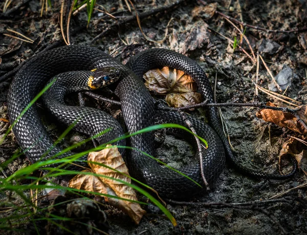 Nem Mérges Kígyó Natrix Natrix Vízisikló Közeli Kép Portré — Stock Fotó